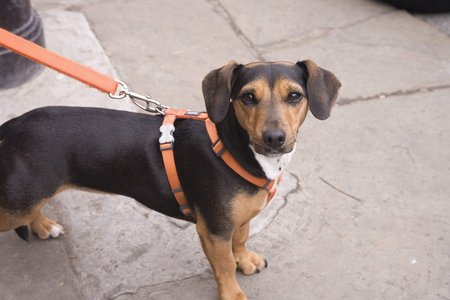 犬のリード特集！愛犬と安全・快適に散歩するためのオススメ商品8選